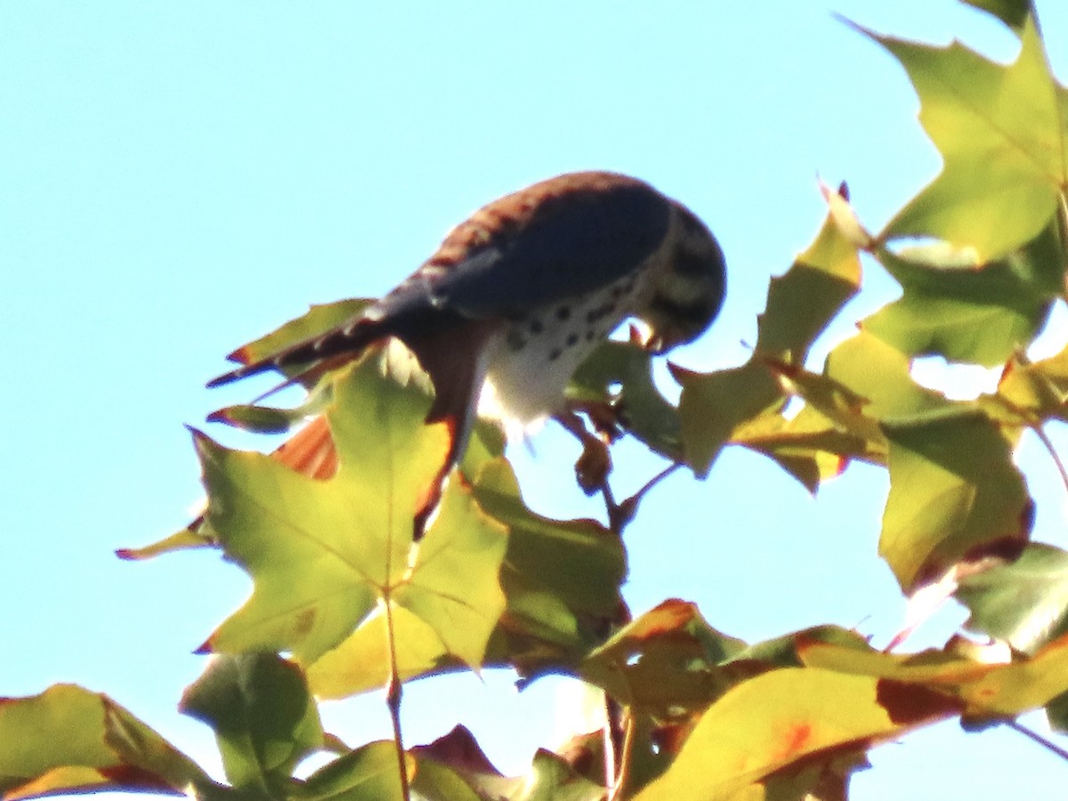 アメリカチョウゲンボウ - ML645317456