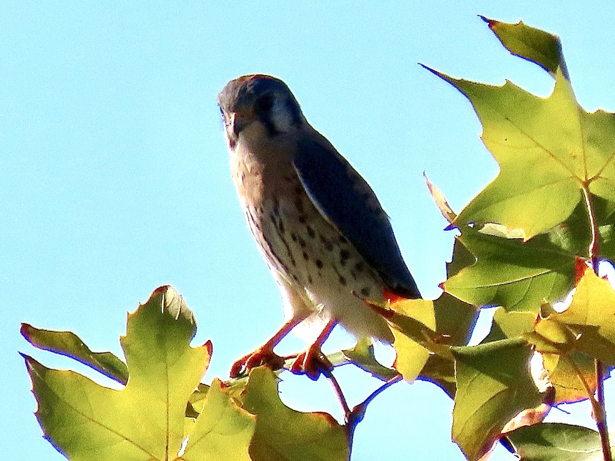 アメリカチョウゲンボウ - ML645317457