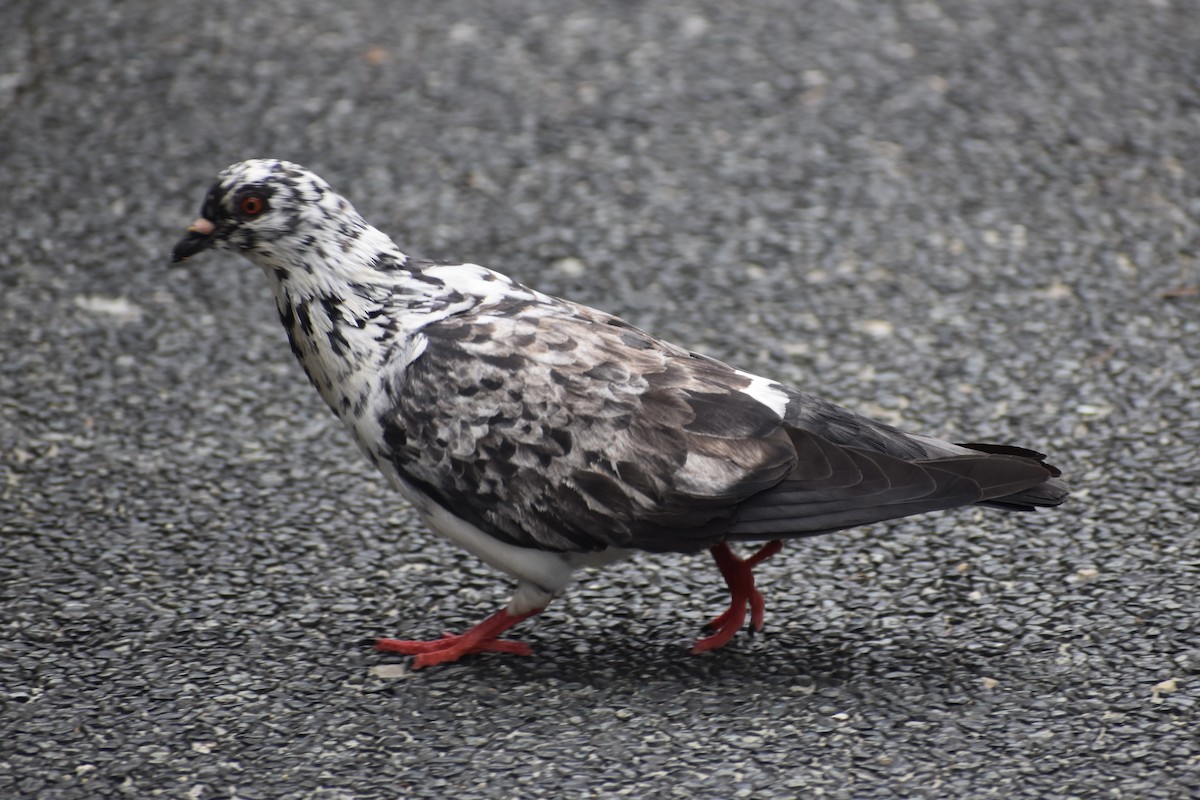יונת בית - ML645317465