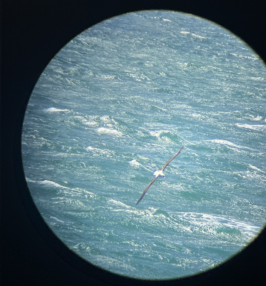 Northern Royal Albatross - ML645317470