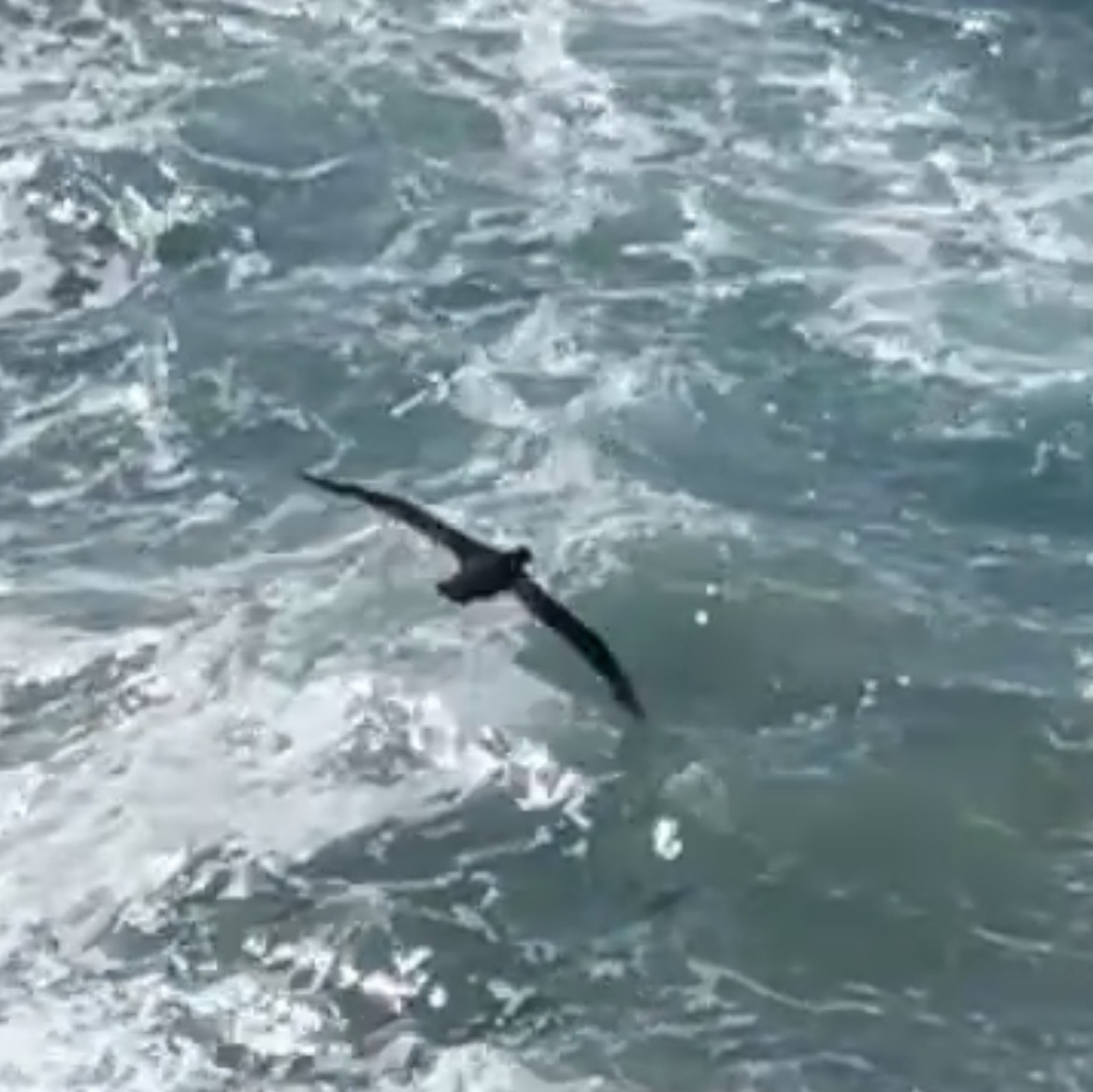 Kuzey Dev Fırtınakuşu - ML645317475