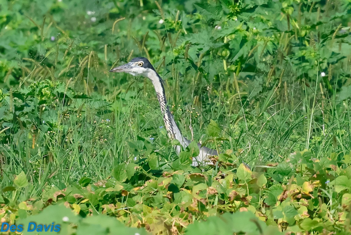 Héron mélanocéphale - ML645317479