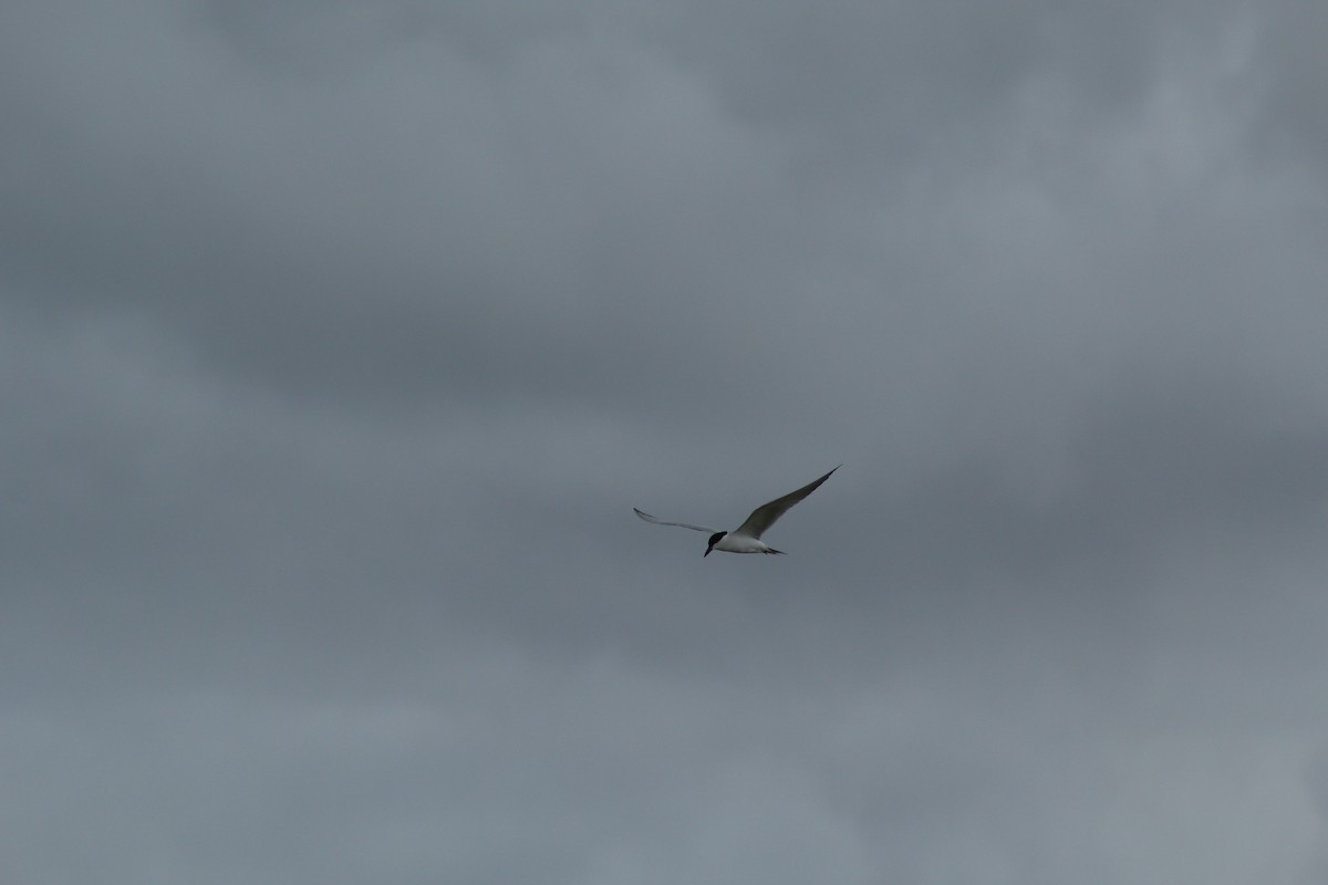 שחפית עבת-מקור - ML645317498