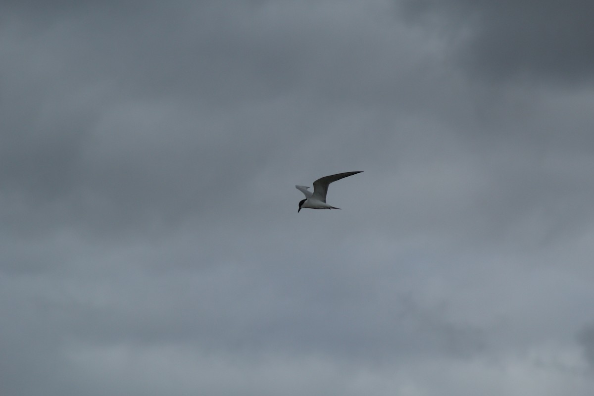 ハシブトアジサシ - ML645317499