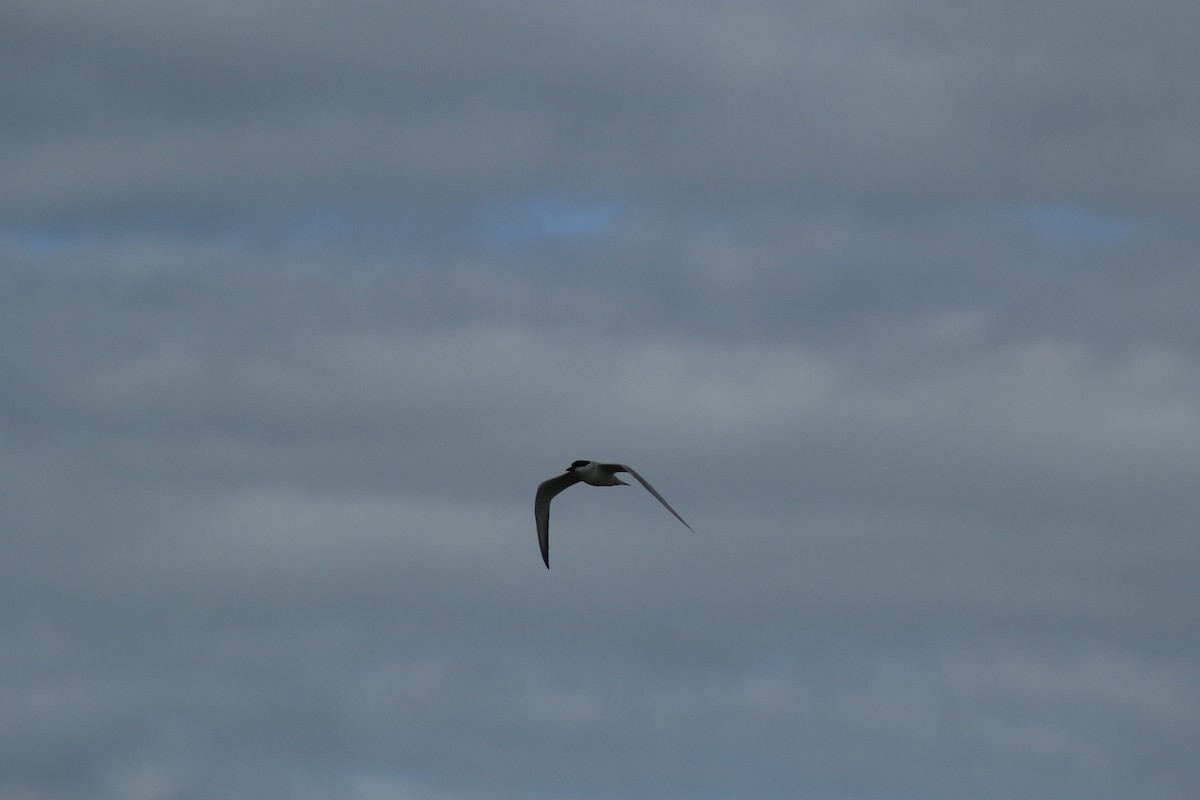 שחפית עבת-מקור - ML645317500