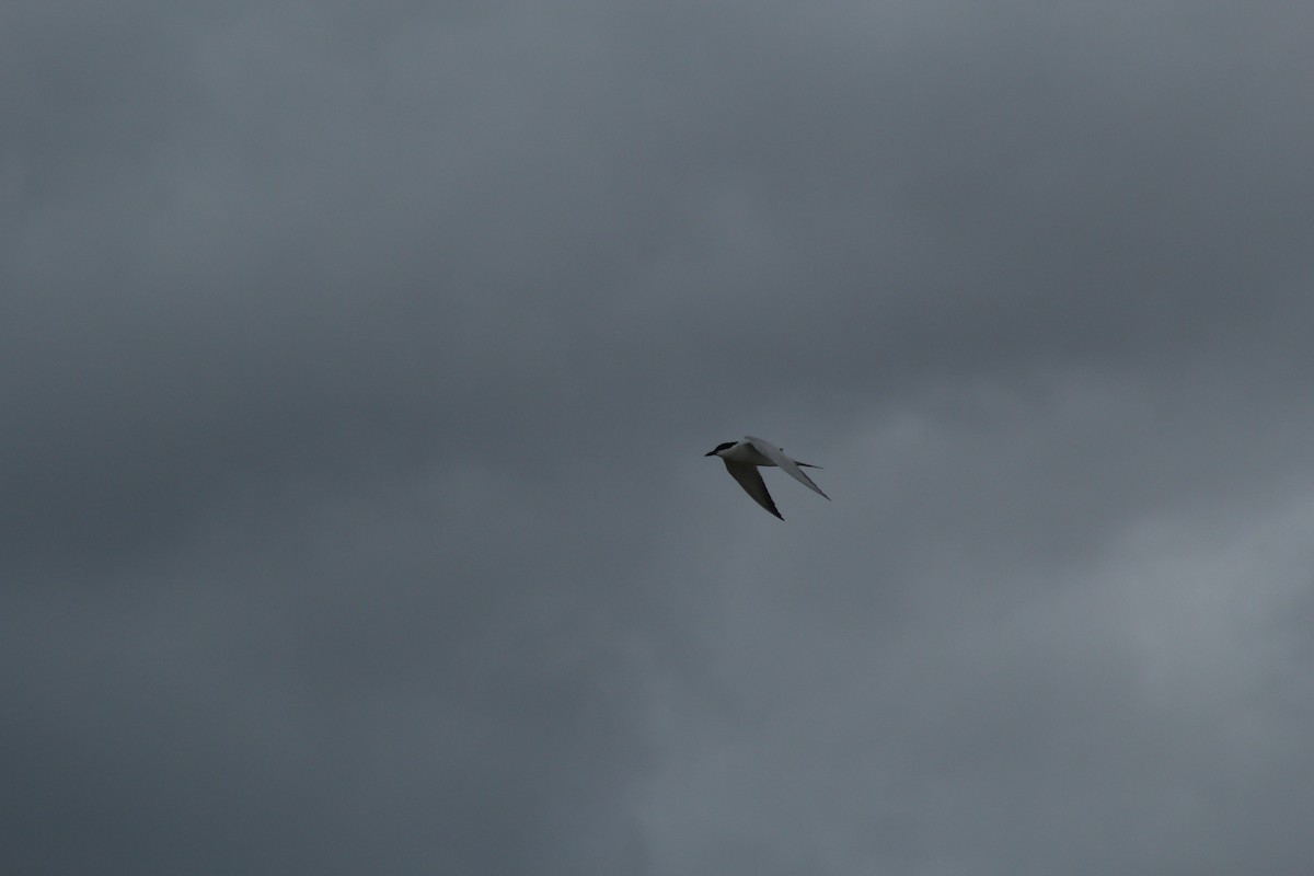 ハシブトアジサシ - ML645317501