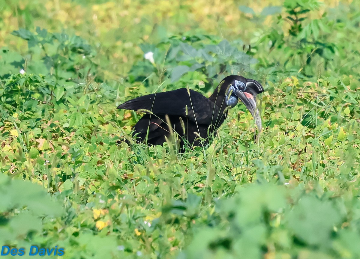 ジサイチョウ - ML645317505