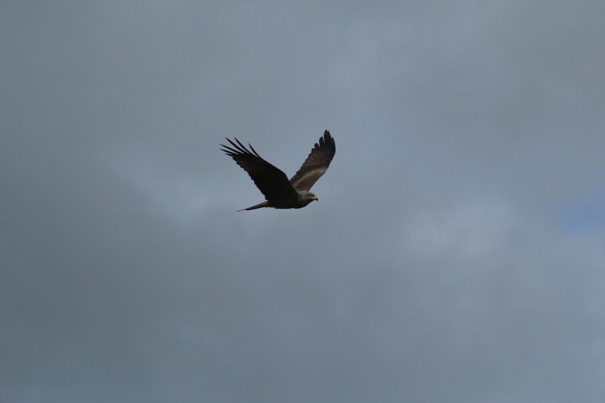 トビ - ML645317508