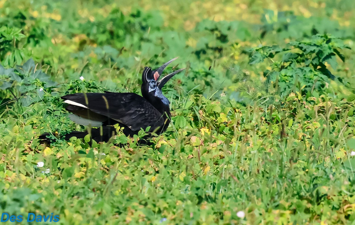 ジサイチョウ - ML645317510