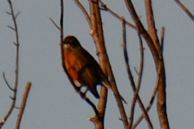 コマツグミ - ML645317513