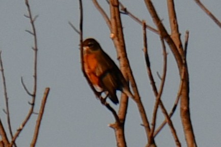 コマツグミ - ML645317514