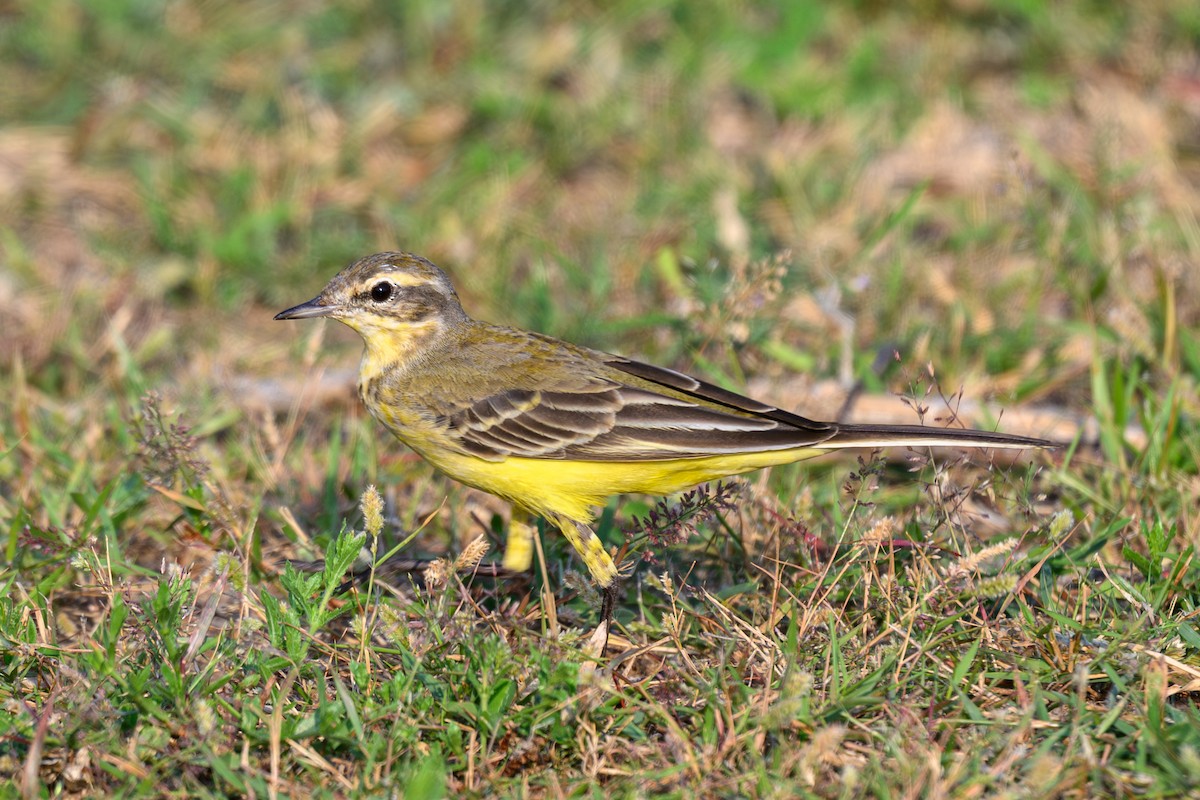 ニシツメナガセキレイ - ML645317515