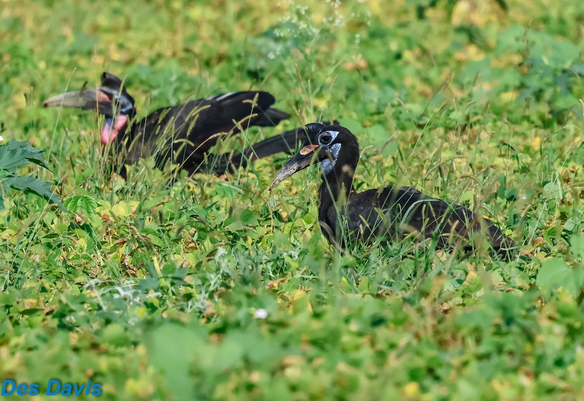 ジサイチョウ - ML645317516