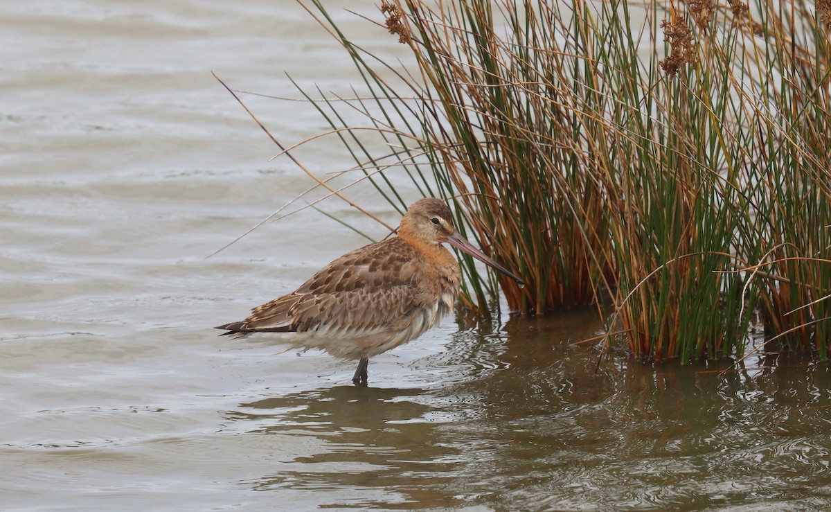 オグロシギ - ML645317517