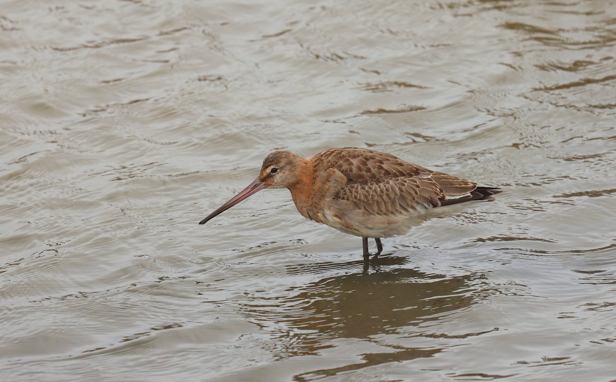 オグロシギ - ML645317518