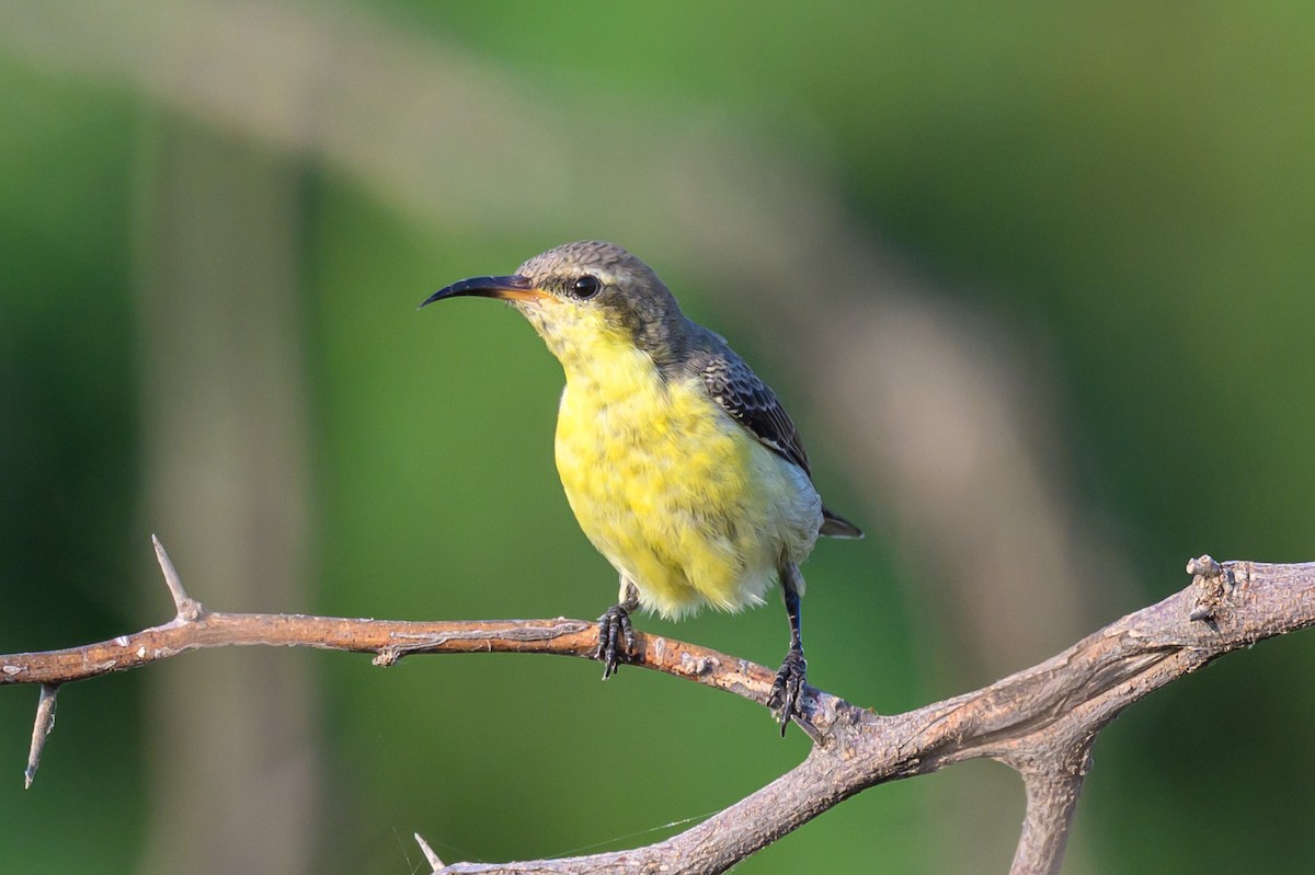 ムラサキタイヨウチョウ - ML645317524