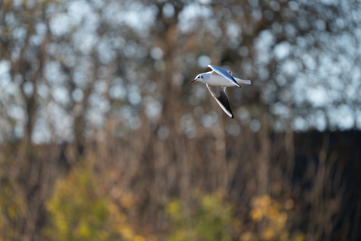 ユリカモメ - ML645317525