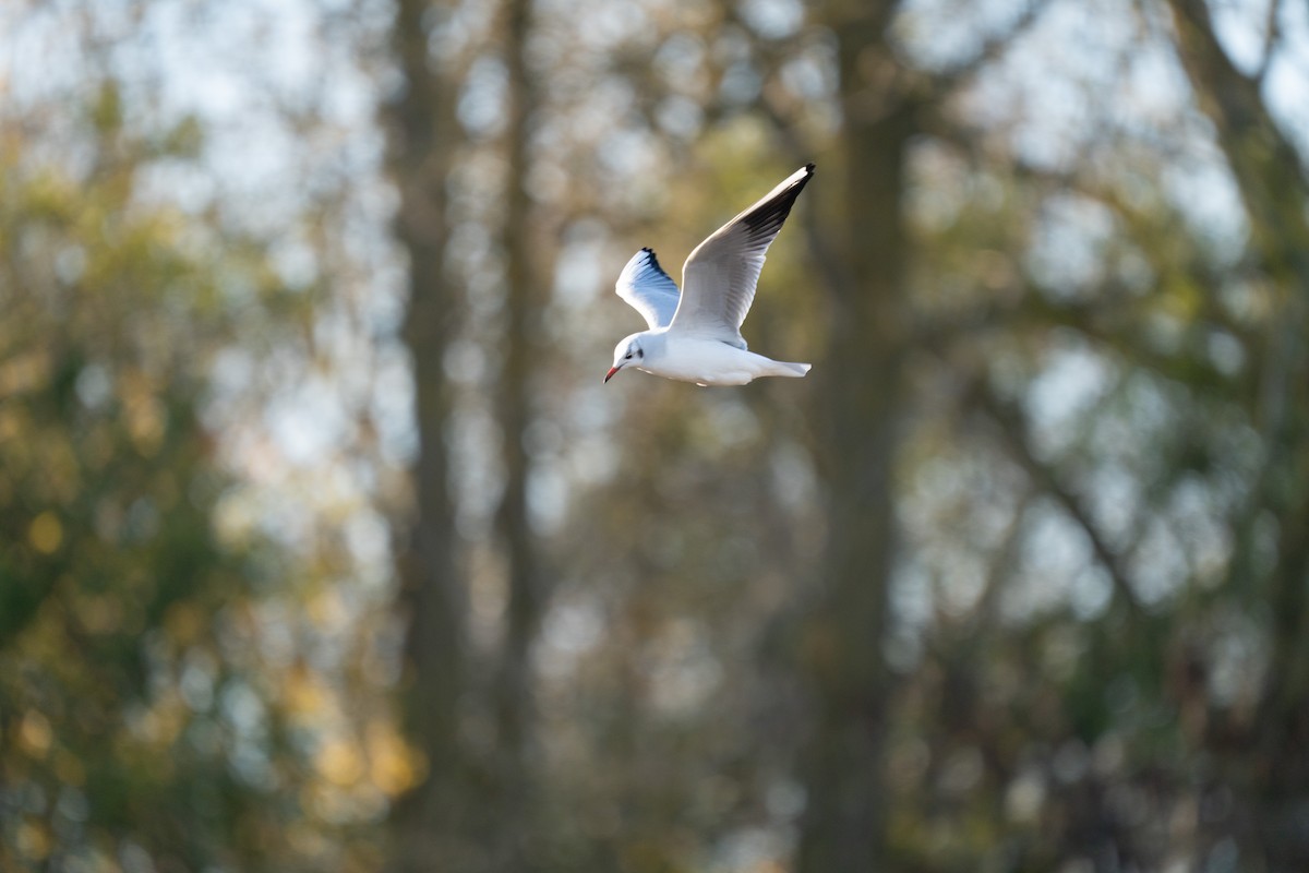 ユリカモメ - ML645317526