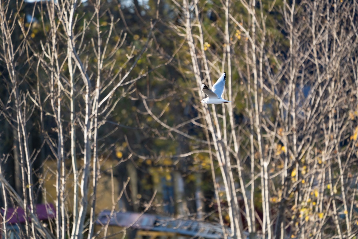 ユリカモメ - ML645317527