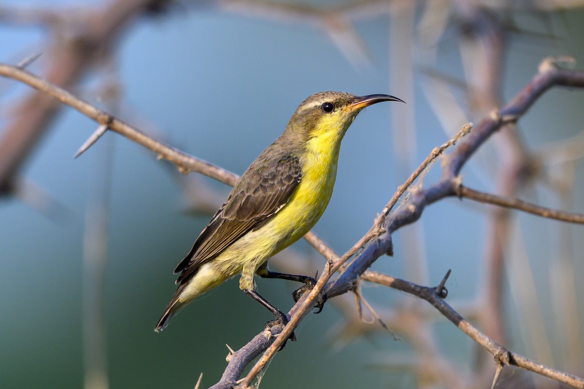 ムラサキタイヨウチョウ - ML645317530