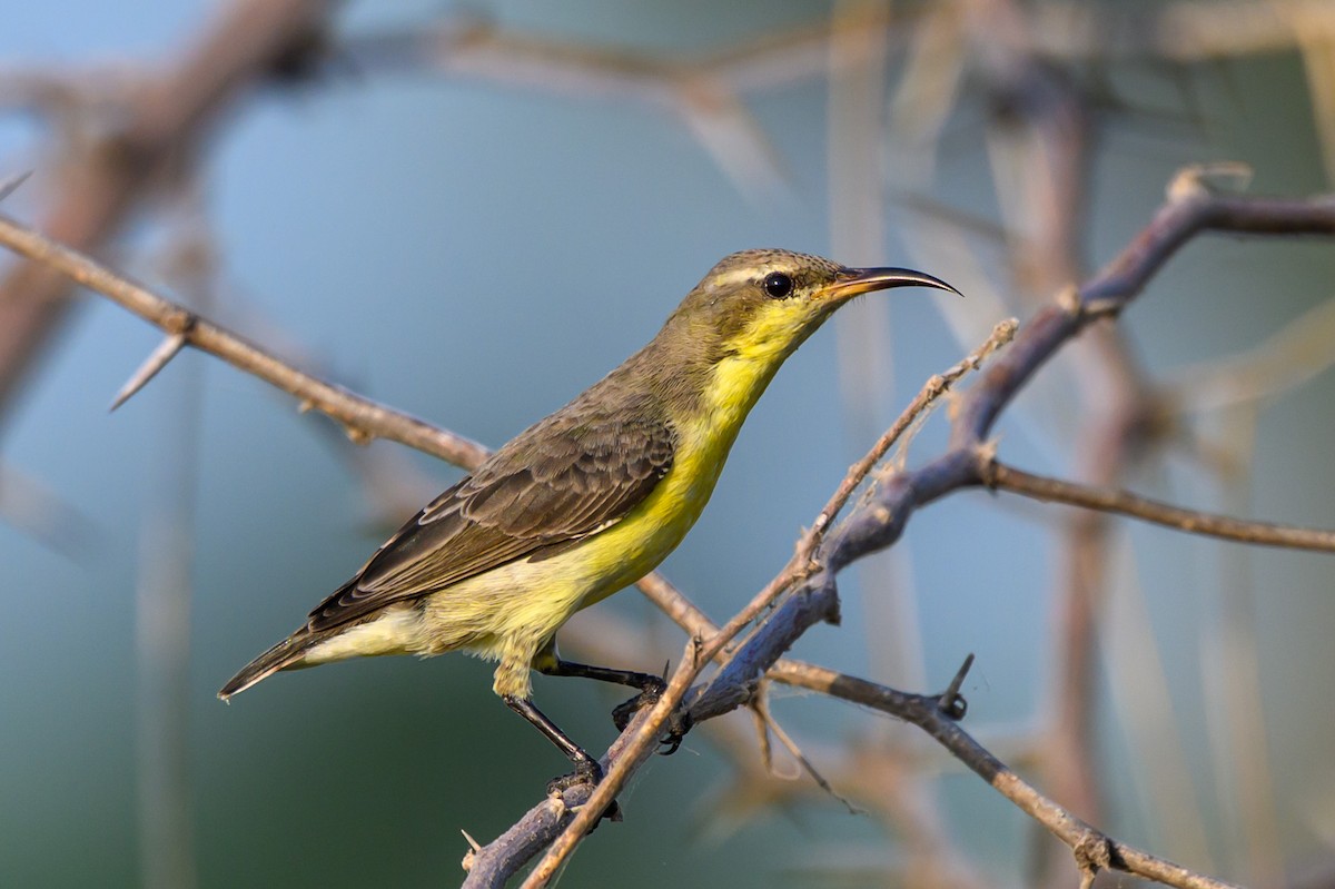 ムラサキタイヨウチョウ - ML645317532