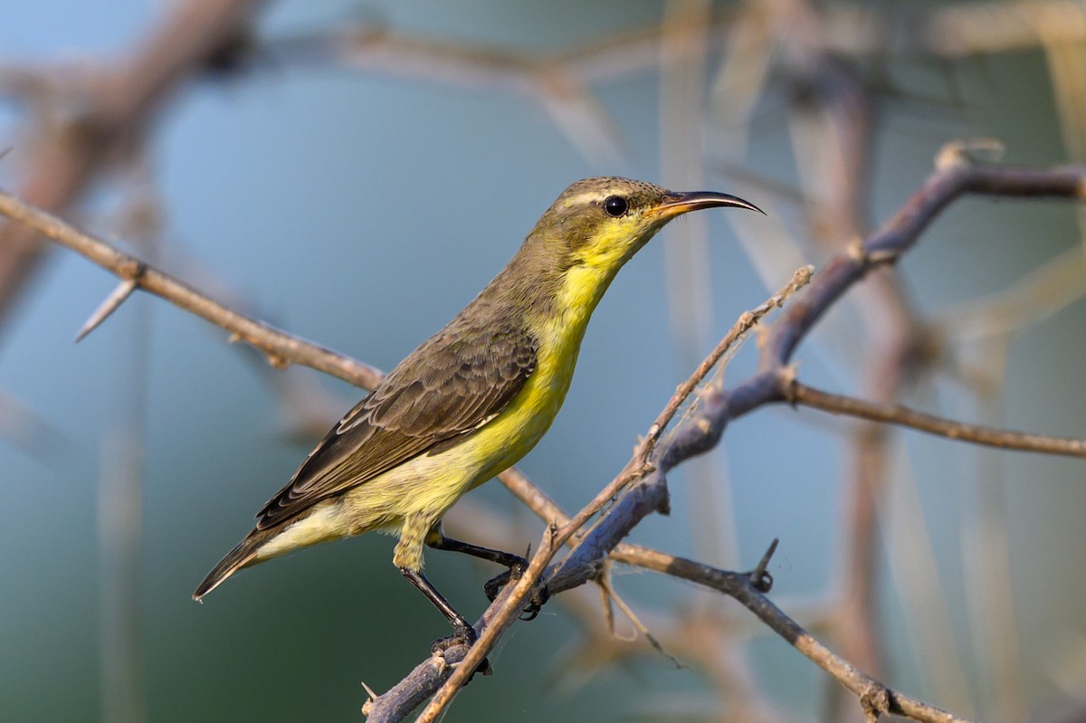 ムラサキタイヨウチョウ - ML645317534