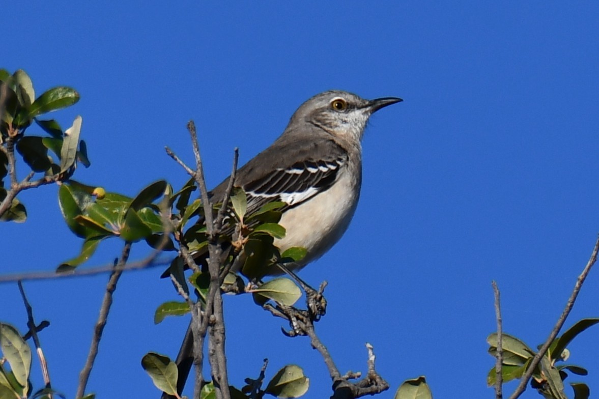 マネシツグミ - ML645317536