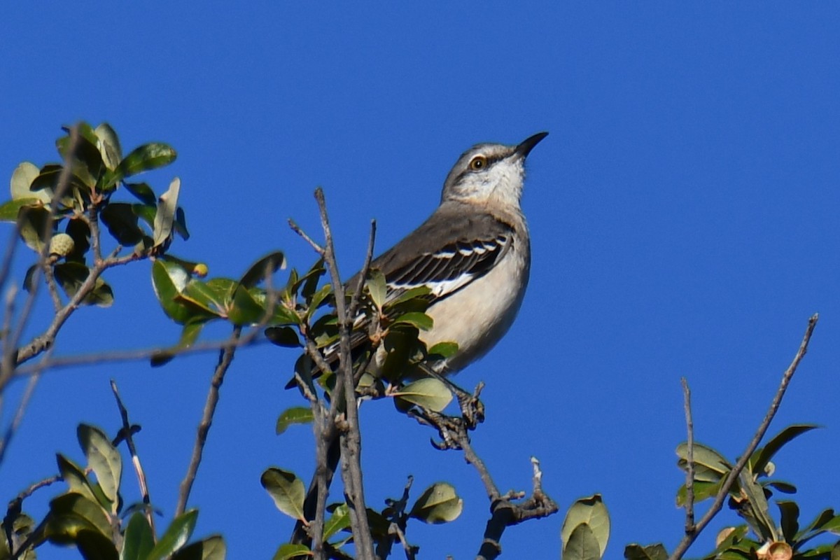 マネシツグミ - ML645317537