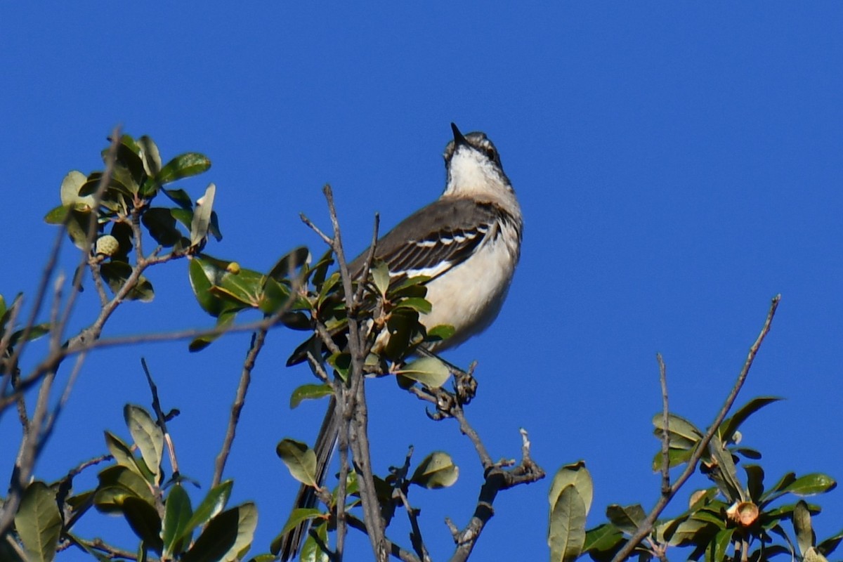 マネシツグミ - ML645317538