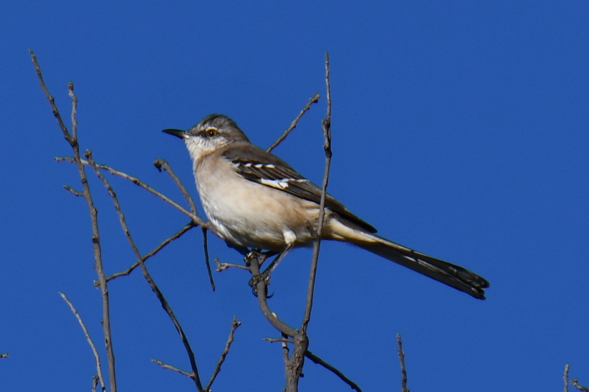 マネシツグミ - ML645317539