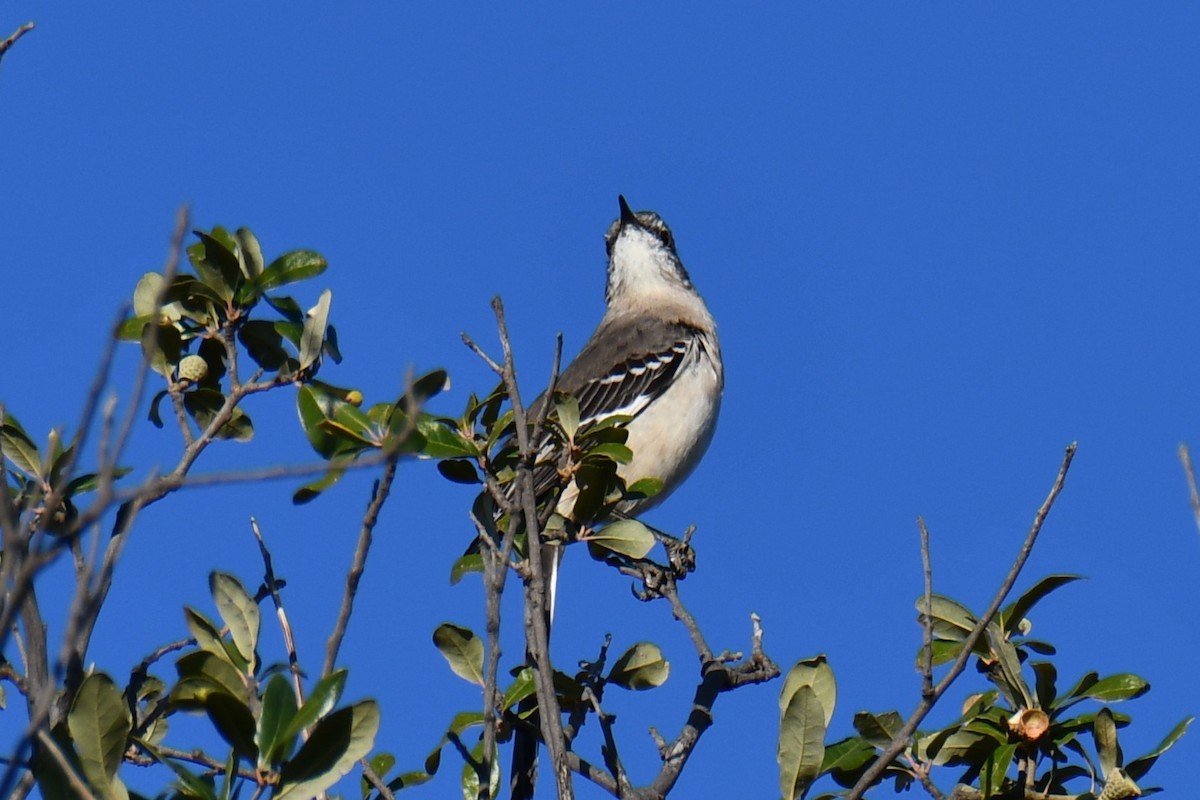 マネシツグミ - ML645317540