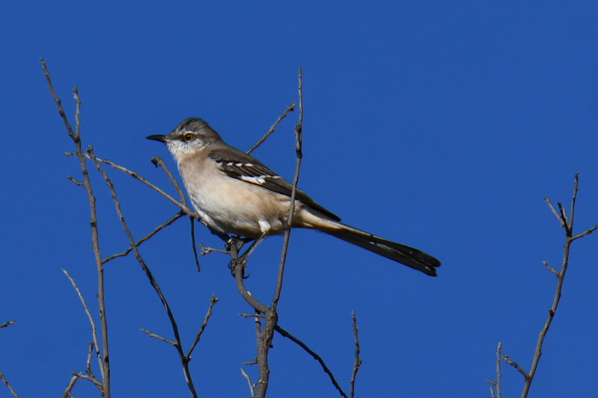 マネシツグミ - ML645317541