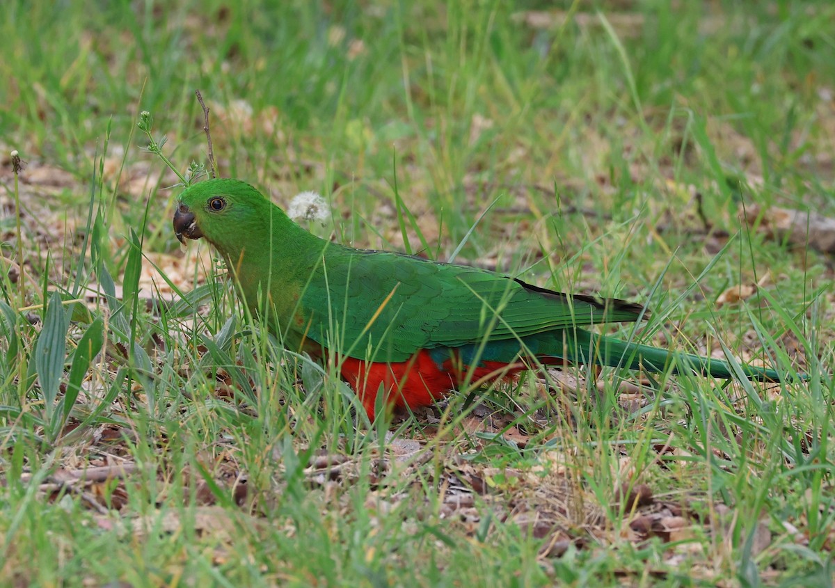 キンショウジョウインコ - ML645317542