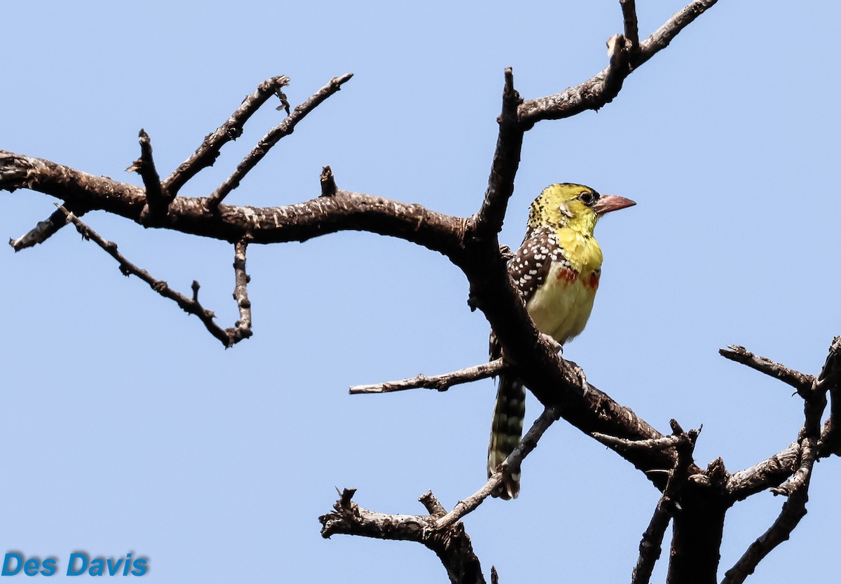 Yellow-breasted Barbet - ML645317543