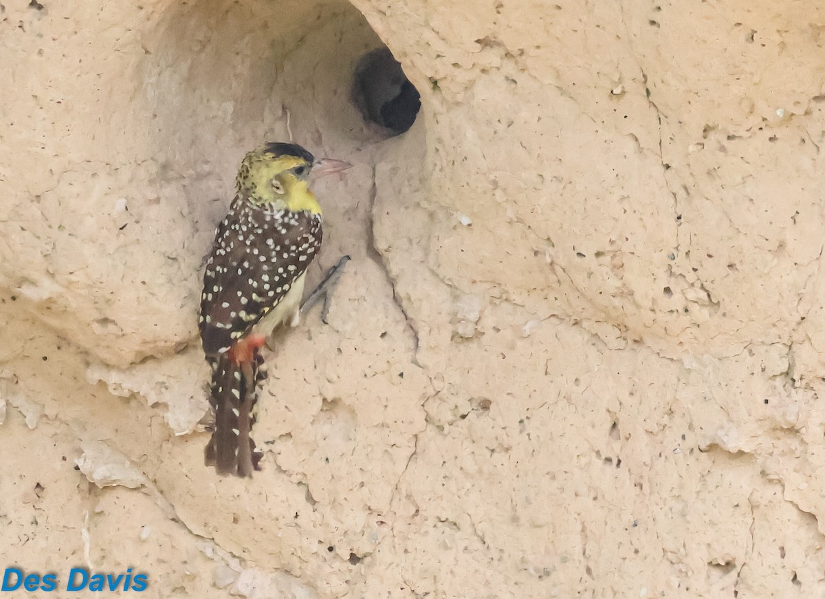 Yellow-breasted Barbet - ML645317544