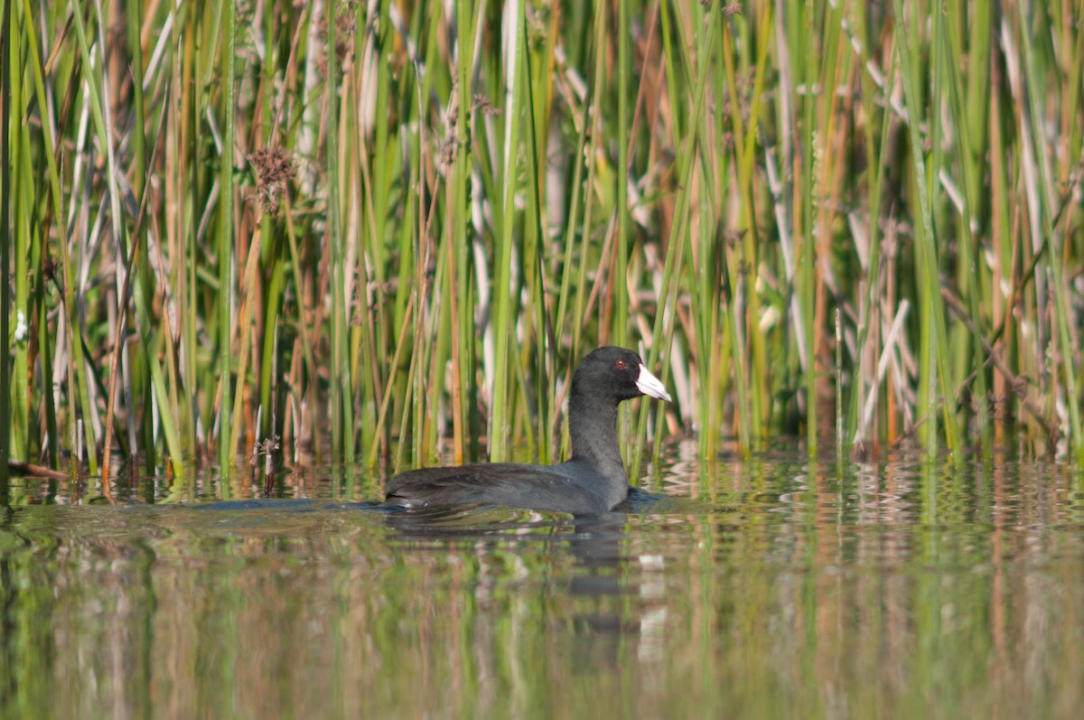 אגמית אמריקנית - ML645317551