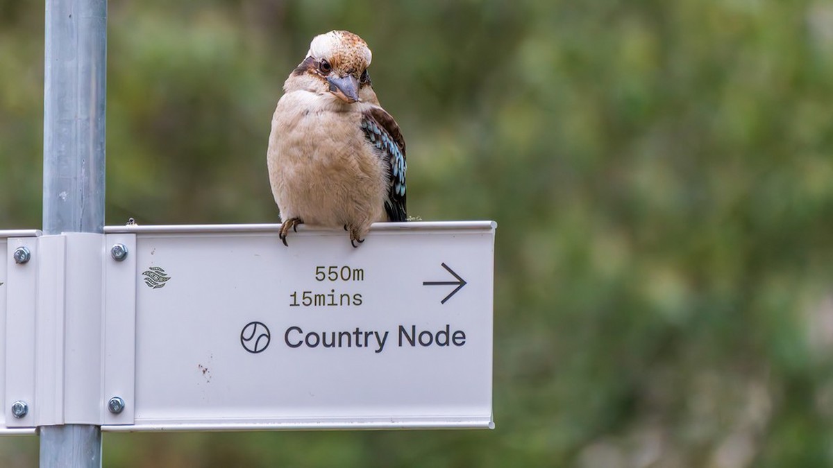 Laughing Kookaburra - ML645317565