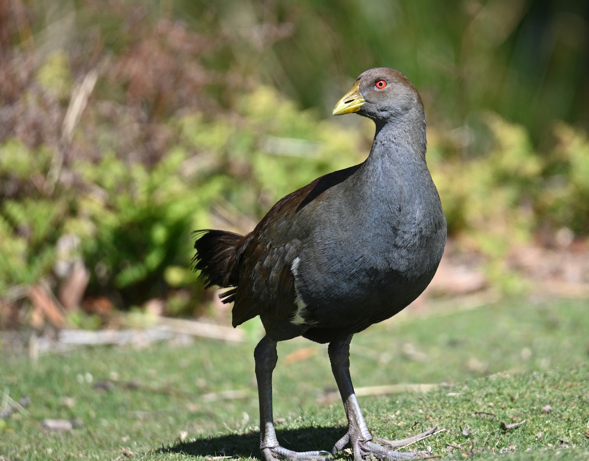 Tasmanian Nativehen - ML645317568