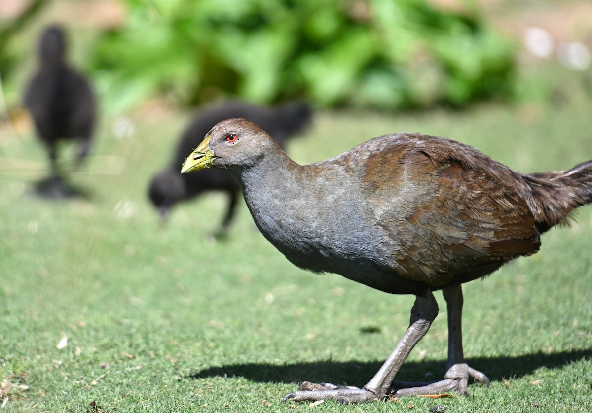 Tasmanian Nativehen - ML645317569