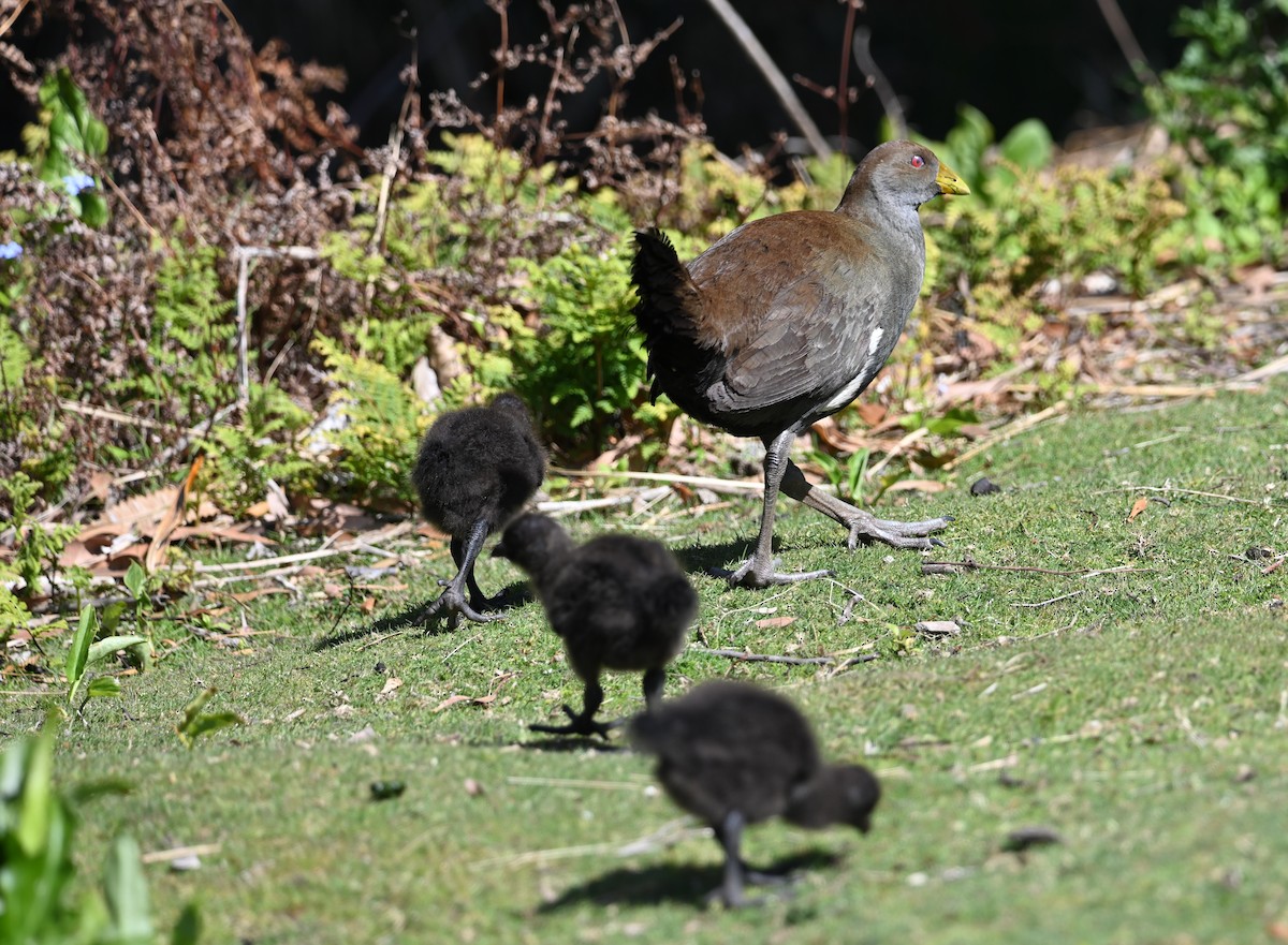 Tasmanian Nativehen - ML645317570
