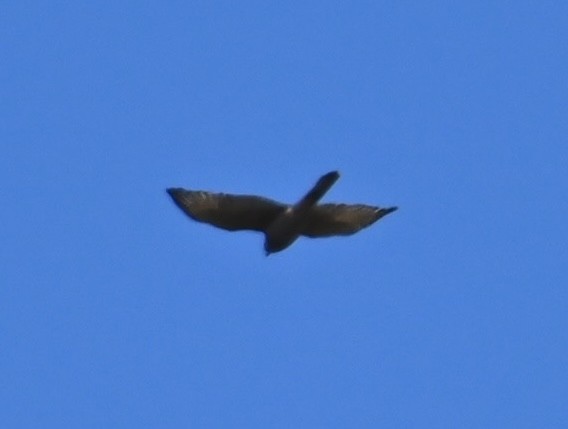 Gray Goshawk - ML645317572