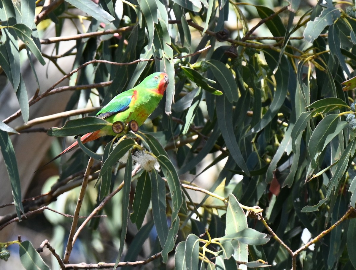 Swift Parrot - ML645317578