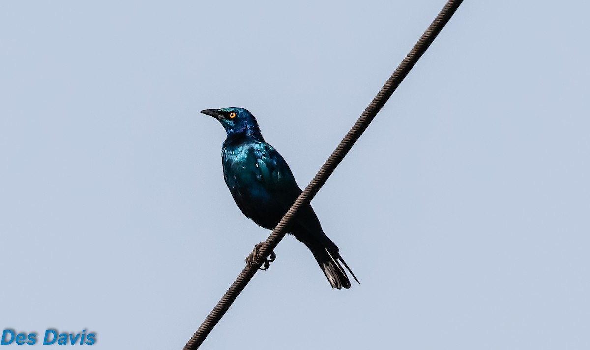 Greater Blue-eared Starling - ML645317580