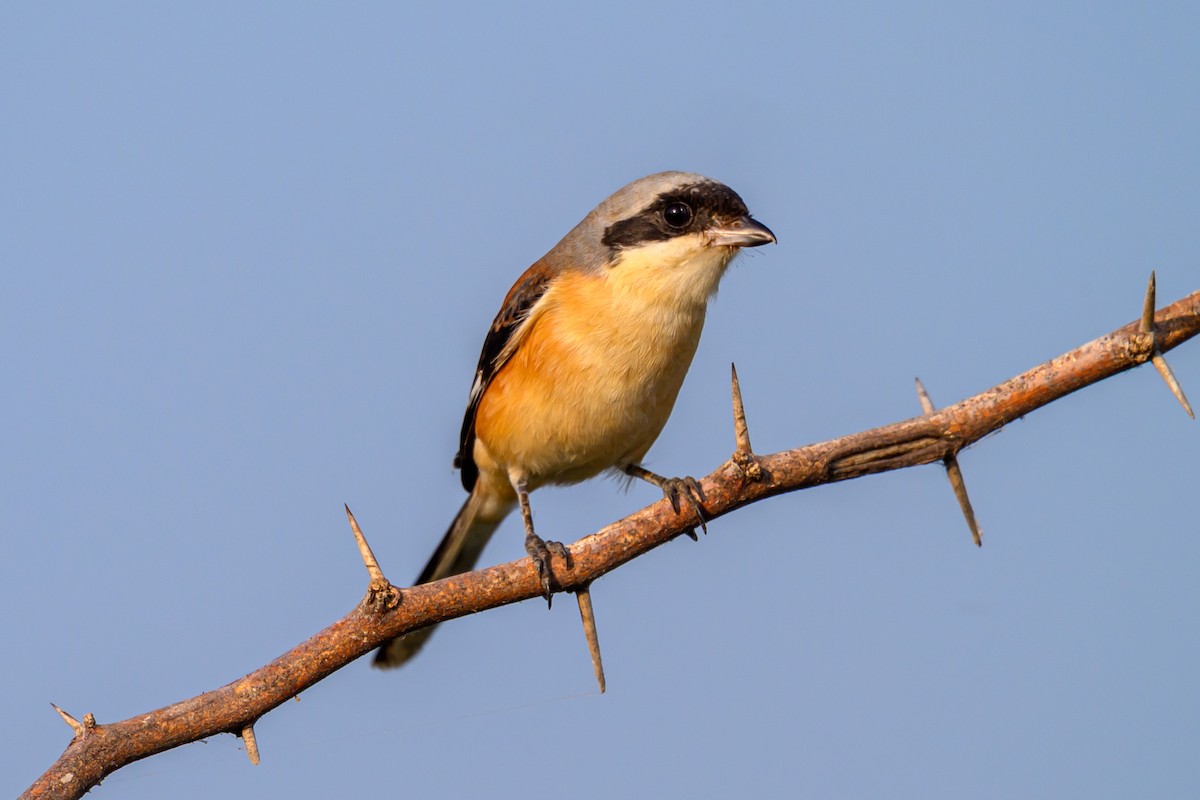 Bay-backed Shrike - ML645317590