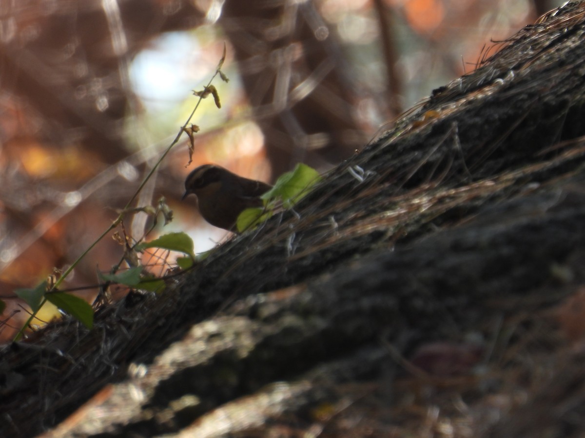 Accenteur montanelle - ML645317591