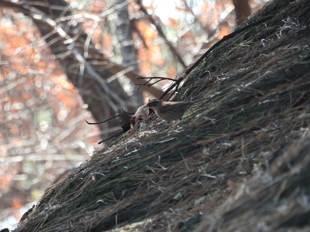 Accenteur montanelle - ML645317592