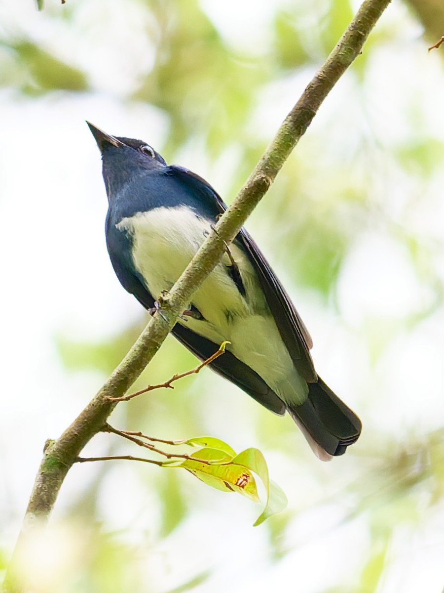 Zappey's Flycatcher - ML645317604