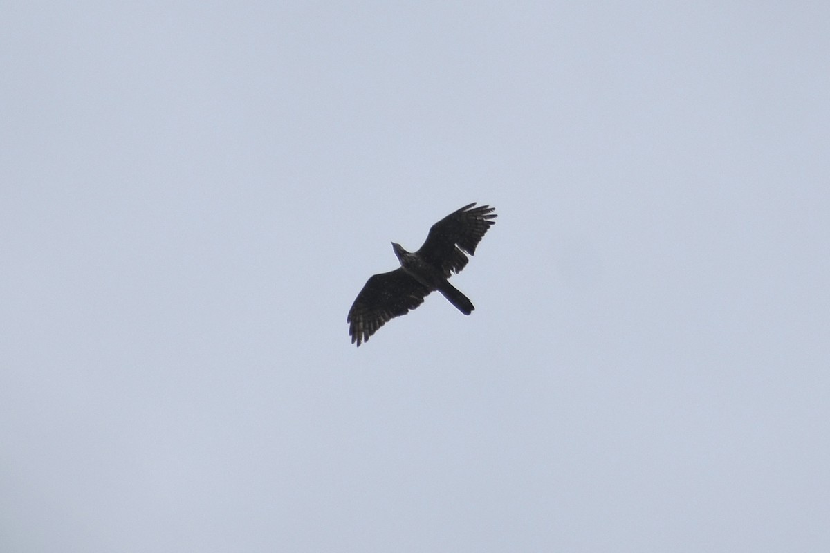 אייה מזרחית - ML645317605