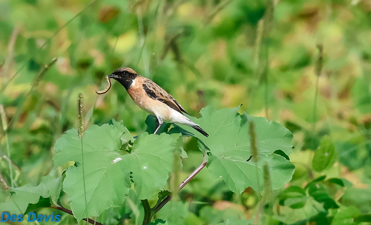 bramborníček sibiřský - ML645317616