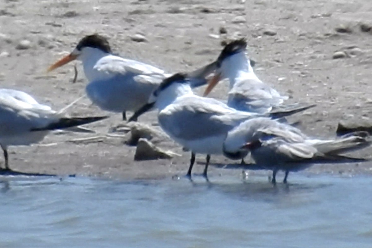 Lesser Crested Tern - ML645317623